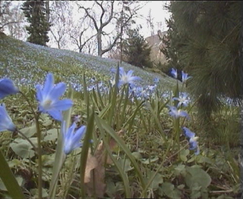 Bezen 2002 v botanick zahrad Na Slupi.