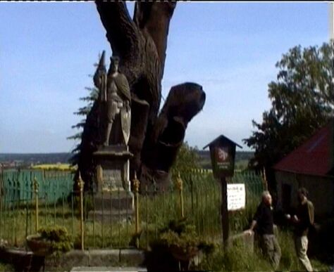 Tento strom pr zasadila knna Ludmila na poest narozen knete Vclava.Stoj u tisc let
ve vsi Stochov nedaleko Kladna.
